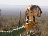 28 Arizona Sonora Desert Museum 06